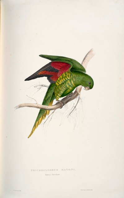 Trichoglossus chlorolepidotus da Edward Lear